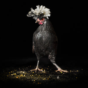 Portrait "Upstairs Chicken" - GIANNETTI