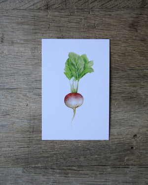 40 Seasonal Produce Learning Cards