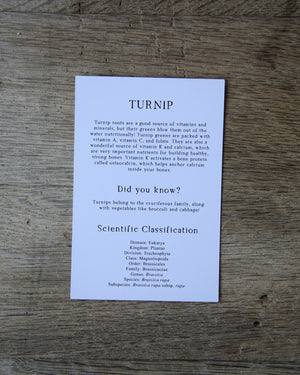 40 Seasonal Produce Learning Cards