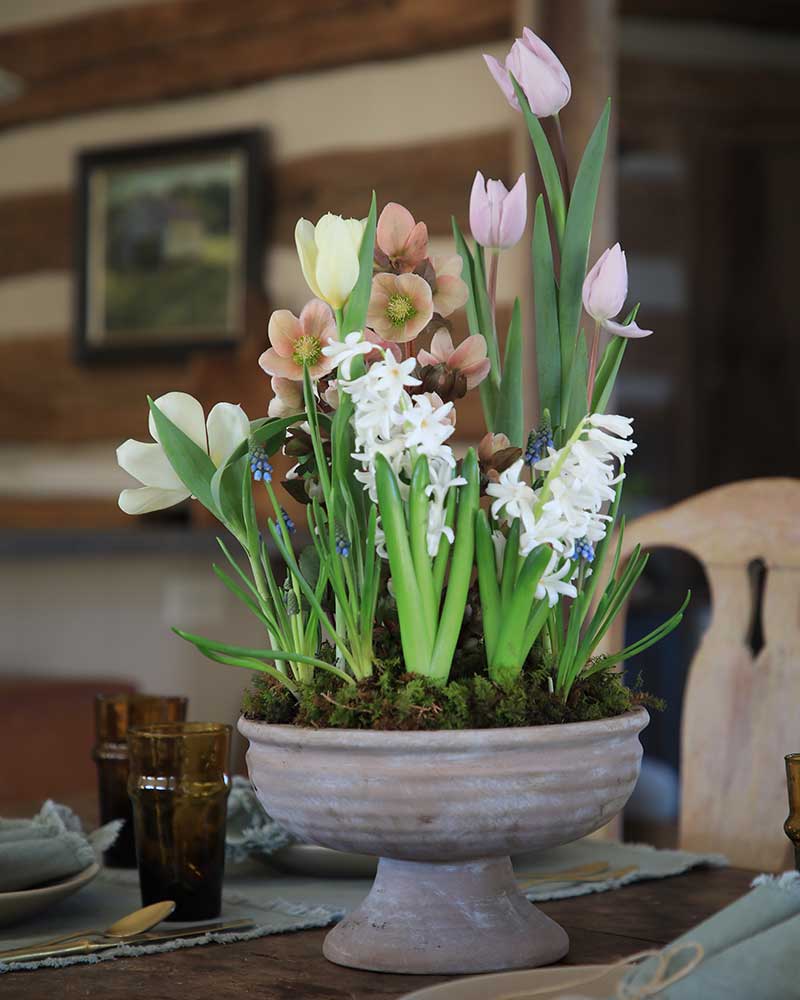 From Bulb to Bloom: Creating a Living Spring Arrangement With The Farmer's Florist