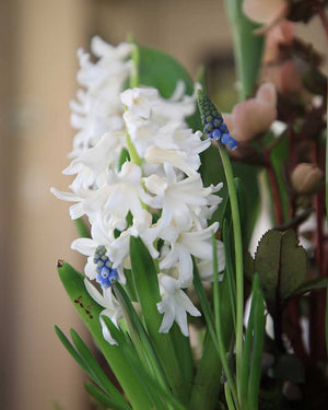 From Bulb to Bloom: Creating a Living Spring Arrangement With The Farmer's Florist